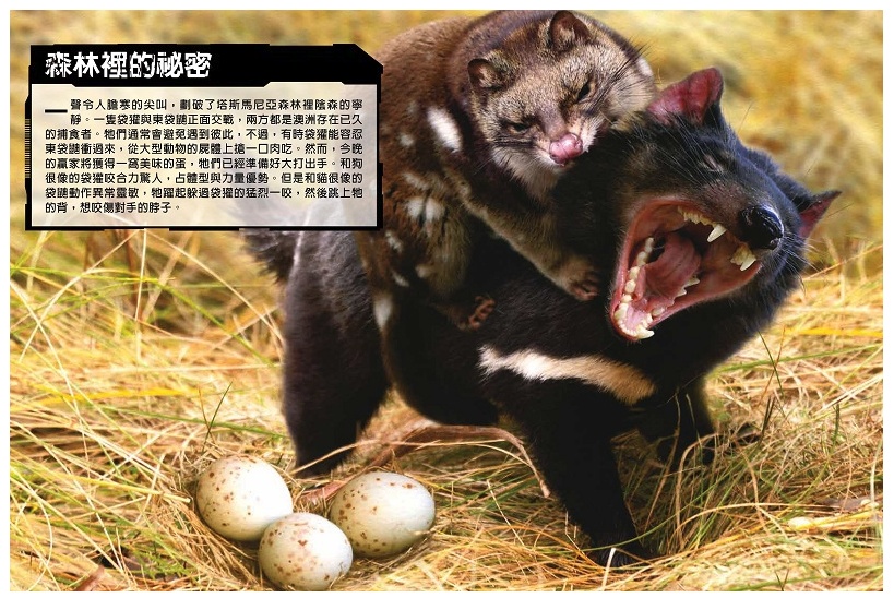 國家地理猛獸大對決：史上最凶猛的肉食動物擂臺賽 (精裝 /80頁 /全彩印刷)