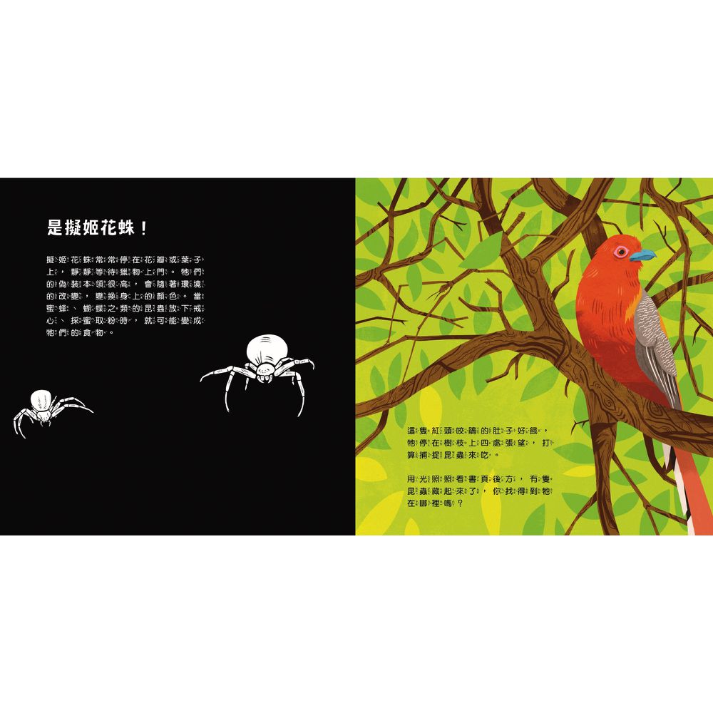 登登登！透光Show動物的偽裝術！
