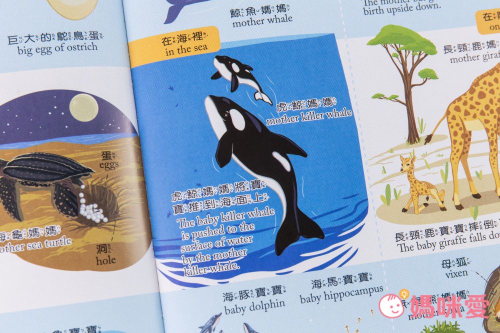 符合教育部國小規定【世一文化點讀筆系列】中英學習靠這套！