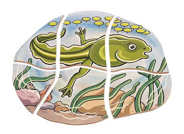 Beleduc - 多層拼圖-青蛙