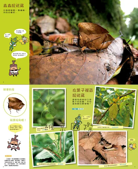 蟲蟲捉迷藏-精裝