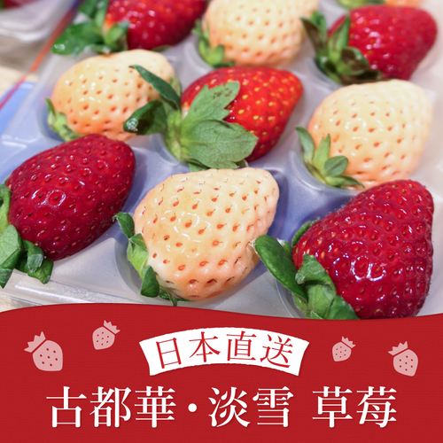 日本空運直送 奈良縣產 古都華、淡雪草莓