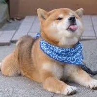 用戶頭像