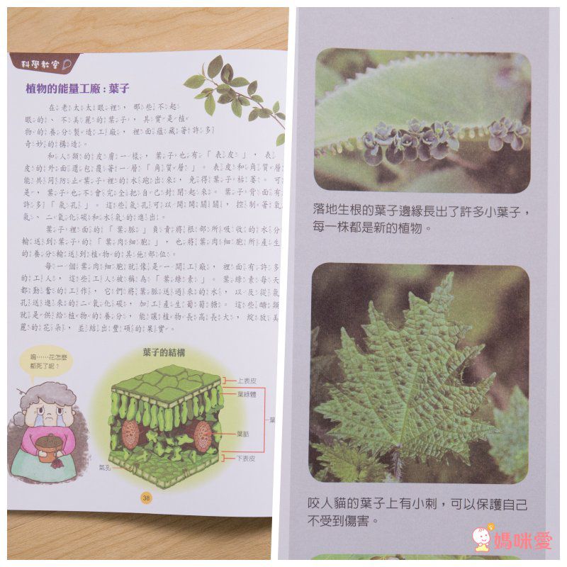 小牛頓【漫畫成語百科】語文＆科學一套搞定！看漫畫輕鬆學知識