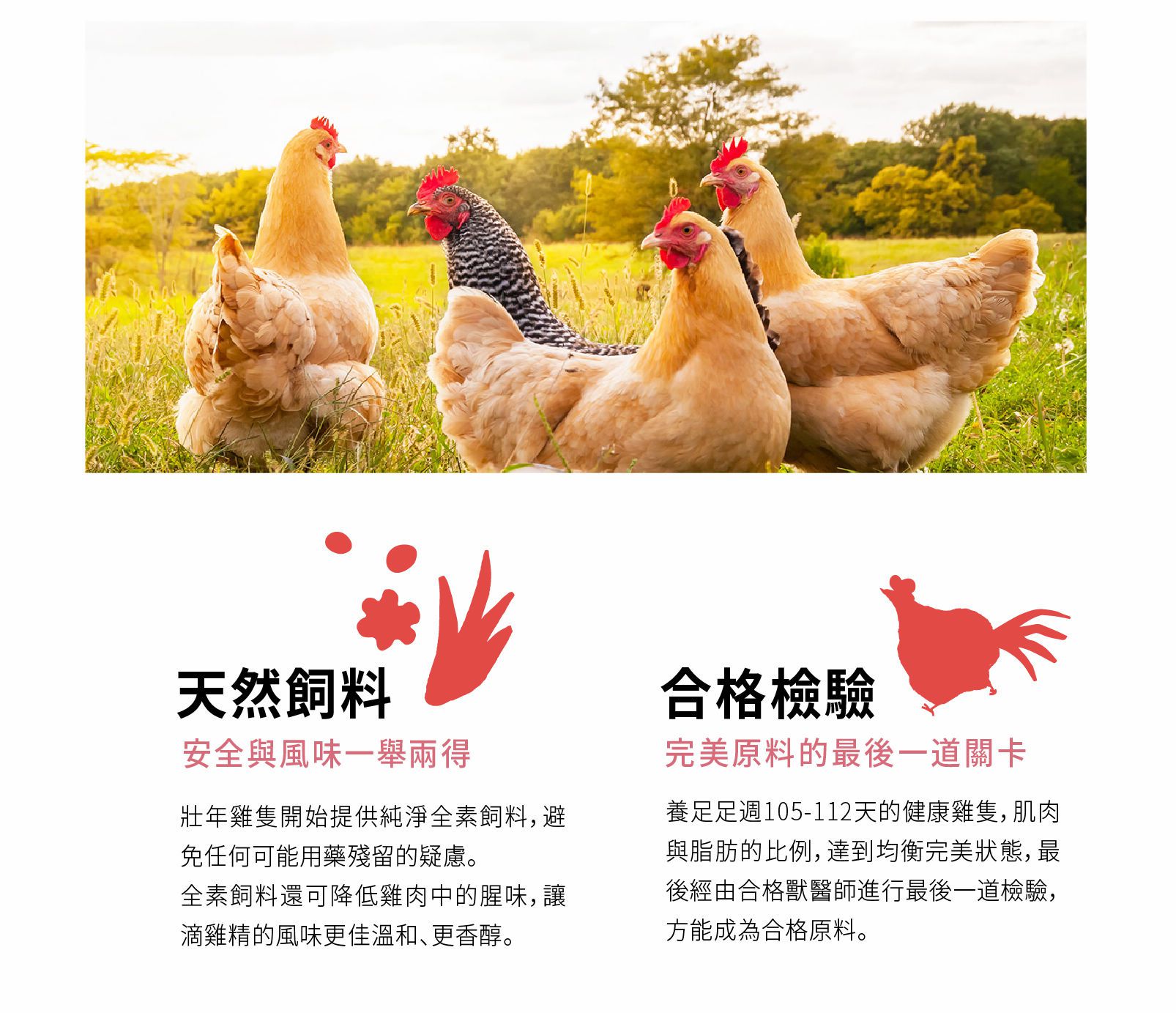 諾亞牧場 - 【免運】天養滴雞精10入裝-60ml/入