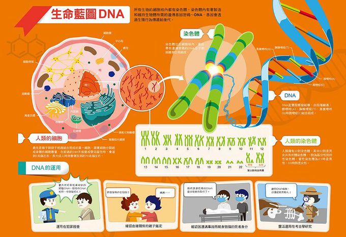 漫畫大英百科 人體醫學 1-6 (6冊合售)-遺傳與血型/ 疾病與健康/ 人體/ 青春期與性/ 演化/ 立體圖形的性質