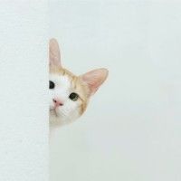 用戶頭像