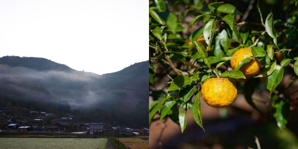 【日本製】d-aroma天然精油滋潤護手霜♡日本精油第一品牌