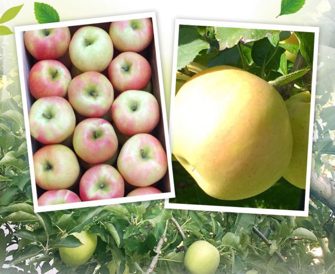 愛品鮮 - 日本直送TOKI 水蜜桃蘋果3箱(6顆/1.5kg±1.5%/箱)