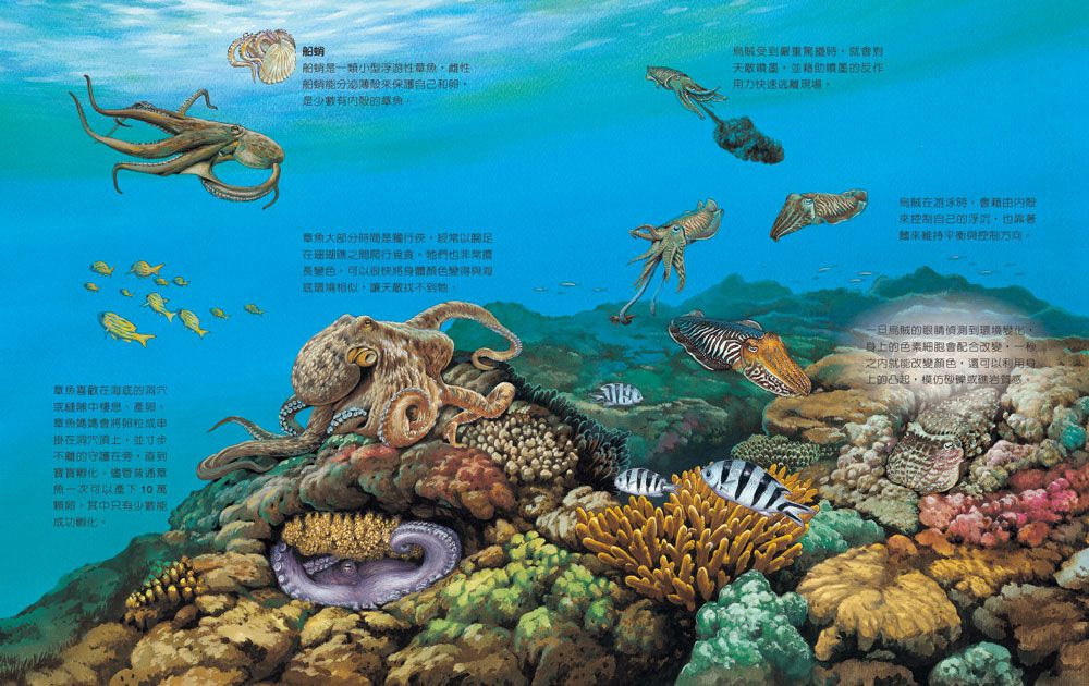 一樣不一樣：水生動物【A級福利品特惠】-全彩 (單本)-精裝