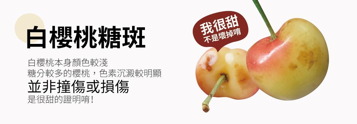 智利新鮮空運！最高等級 夢幻白櫻桃 精選 30-34mm 大尺寸！